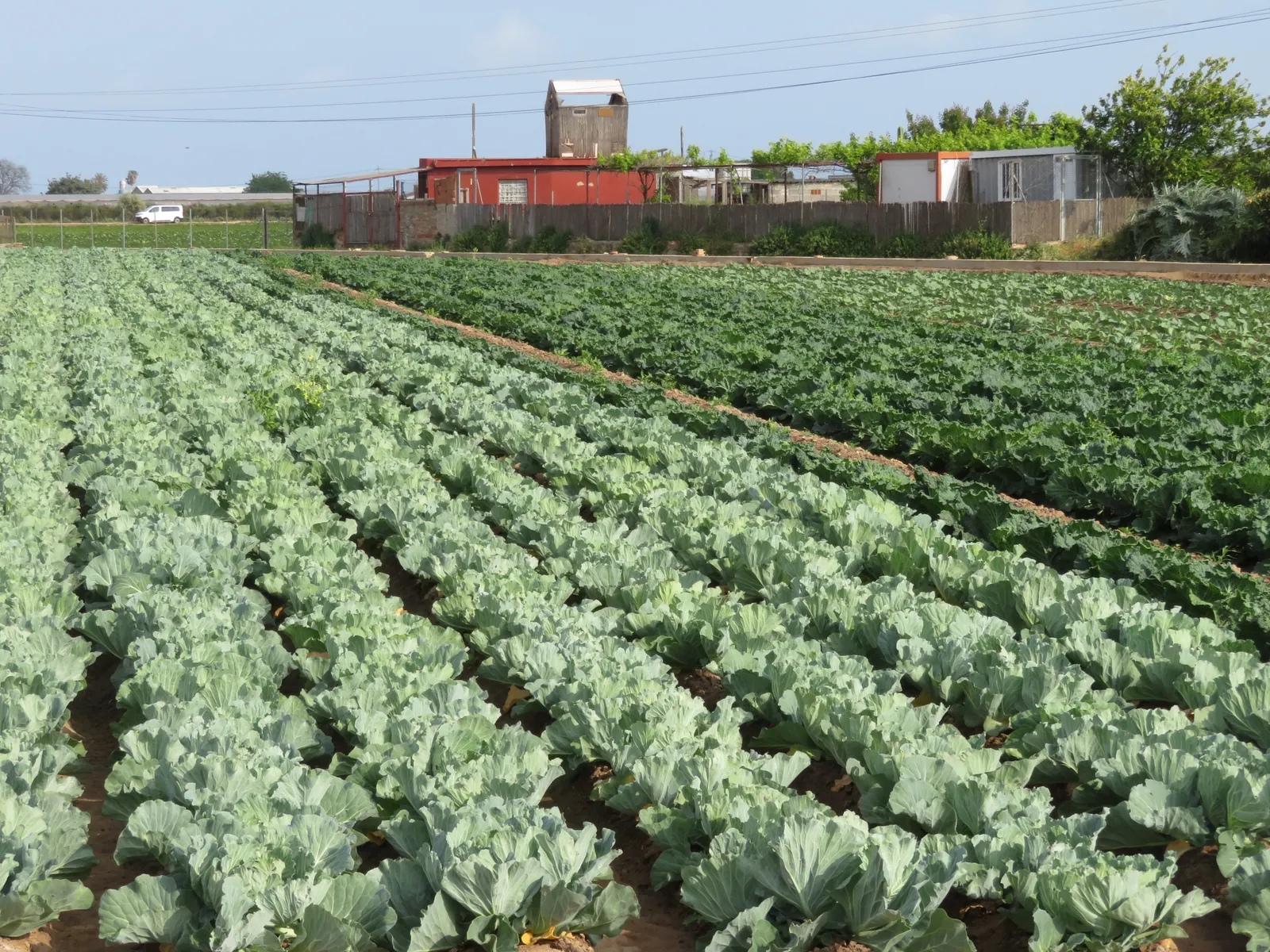 Reihen von Kohl auf einem Feld mit Bauernhäusern dahinter, auf der Huerta nördlich von Valencia